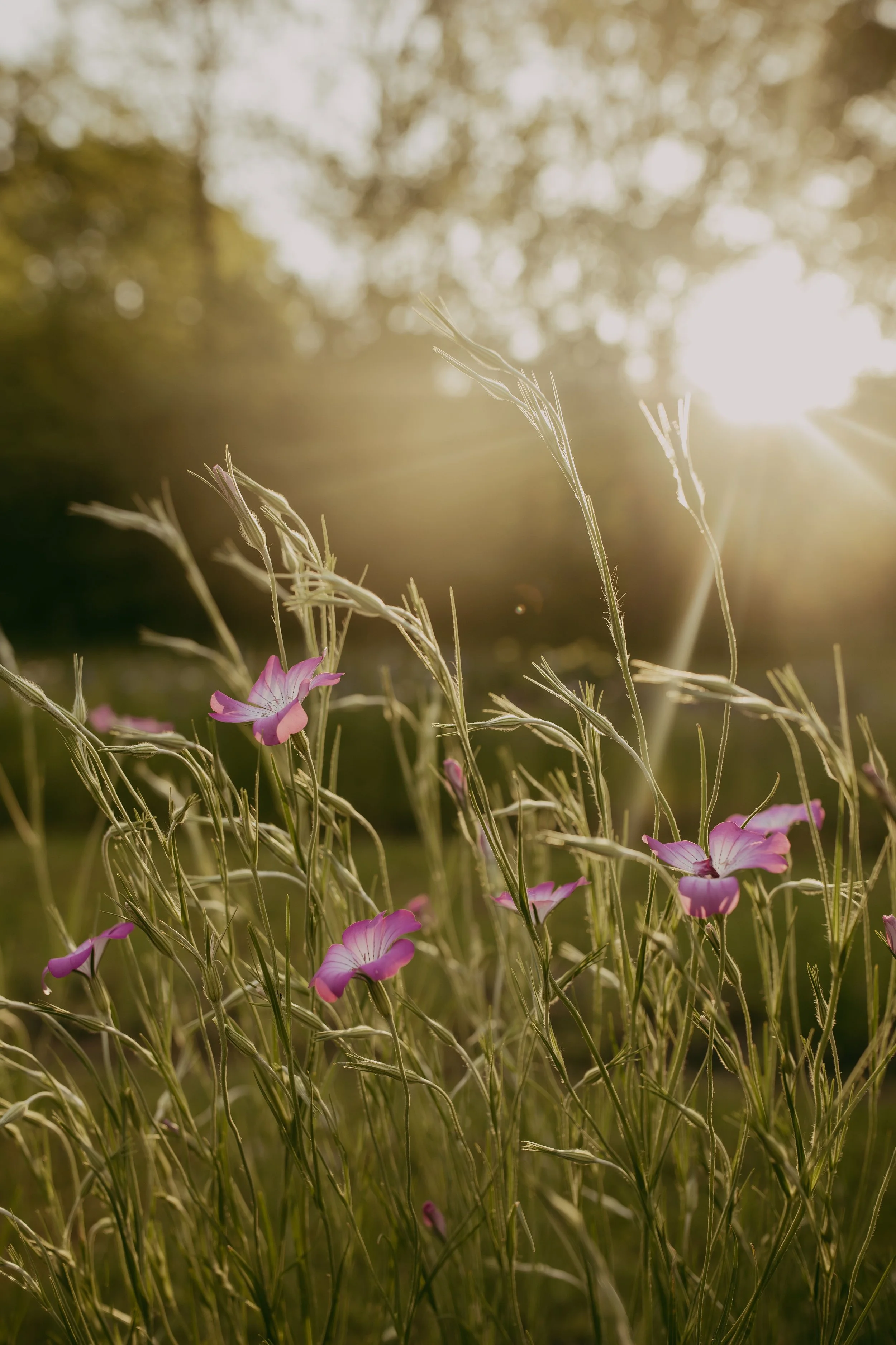 Flower Subscriptions — Little Bluestem Farm